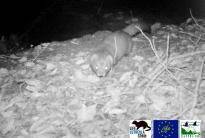 Mustela lutreola. Iregua River. La Rioja