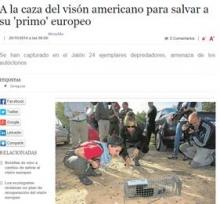 A la caza del visón americano para salvar a su "primo" europeo